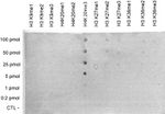 H4K20me3 Antibody in Dot Blot (DB)