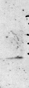 H4K20me3 Antibody in Western Blot (WB)