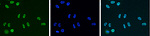 HDAC1 Antibody in Immunocytochemistry (ICC/IF)