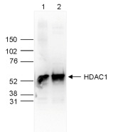 HDAC1 Antibody in Western Blot (WB)