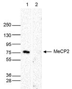 MECP2 Polyclonal Antibody