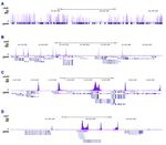 RNA pol II CTD Antibody in ChIP-Sequencing (ChIP-seq)