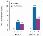 RNA pol II CTD Antibody in ChIP Assay (ChIP)