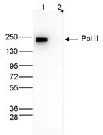 RNA pol II CTD Antibody in Western Blot (WB)