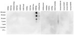 Phospho-Histone H3 (Ser10) Antibody in Dot Blot (DB)