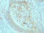 CD73 (Immuno-Oncology Target) Antibody in Immunohistochemistry (Paraffin) (IHC (P))