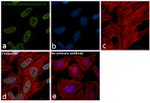 H3K4me3 Antibody in Immunocytochemistry (ICC/IF)