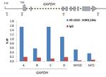 H3K9acK14ac Antibody in ChIP Assay (ChIP)