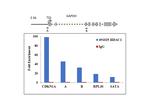 HDAC1 Antibody in ChIP Assay (ChIP)