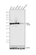 HDAC1 Antibody in Western Blot (WB)