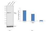 HDAC1 Antibody