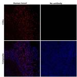 CD8a Antibody in Immunohistochemistry (Paraffin) (IHC (P))
