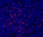 CD11b Monoclonal Antibody (M1/70), eFluor™ 660, eBioscience™