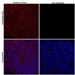 CD45R (B220) Monoclonal Antibody (RA3-6B2), eFluor™ 660, eBioscience™