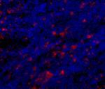 CD68 Monoclonal Antibody (FA-11), eFluor™ 660, eBioscience™