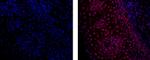 Pokemon (LRF) Monoclonal Antibody (13E9), eFluor™ 660, eBioscience™