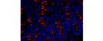 Trefoil Factor 3 Monoclonal Antibody (5UCLNT3), eFluor™ 660, eBioscience™