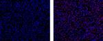 FOXA2 Antibody in Immunohistochemistry (Paraffin) (IHC (P))
