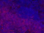 Mouse anti-Rat IgG2b Secondary Antibody, eFluor™ 660, eBioscience™