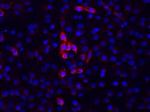 Mouse IgM Monoclonal Antibody (II/41), eFluor™ 660, eBioscience™