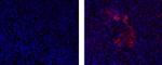 Pdx1 Antibody in Immunohistochemistry (Paraffin) (IHC (P))