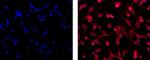 Oligodendrocyte Marker O1 Monoclonal Antibody (O1), eFluor™ 660, eBioscience™