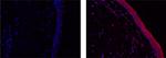 IL-38 Monoclonal Antibody (H127C), eFluor™ 660, eBioscience™