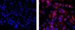 Pan Cytokeratin Monoclonal Antibody (AE1/AE3), eFluor™ 660, eBioscience™