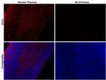IDO Antibody in Immunohistochemistry (Paraffin) (IHC (P))