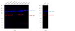 IDO Antibody in Western Blot (WB)