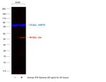 IDO Monoclonal Antibody (eyedio), eFluor™ 660, eBioscience™