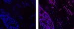 Cyclin E Monoclonal Antibody (HE12), eFluor™ 660, eBioscience™