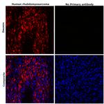 Desmin Antibody in Immunohistochemistry (Paraffin) (IHC (P))