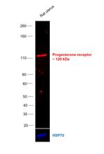 Progesterone Receptor Antibody in Western Blot (WB)