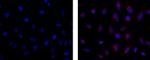 Golgin-97 Antibody in Immunocytochemistry (ICC/IF)