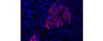 Insulin Antibody in Immunohistochemistry (Paraffin) (IHC (P))