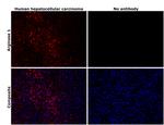 Arginase 1 Monoclonal Antibody (sl6arg), eFluor™ 660, eBioscience™