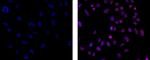 EZH2 Monoclonal Antibody (AC22), eFluor™ 660, eBioscience™