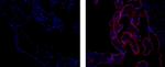 Placental Alkaline Phosphatase Monoclonal Antibody (8B6), eFluor™ 660, eBioscience™