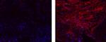 Collagen IV Monoclonal Antibody (1042), eFluor™ 660, eBioscience™