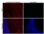 GFAP Antibody in Immunohistochemistry (Paraffin) (IHC (P))