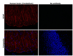 GFAP Antibody in Immunohistochemistry (Paraffin) (IHC (P))