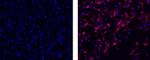 Vimentin Monoclonal Antibody (V9), eFluor™ 660, eBioscience™