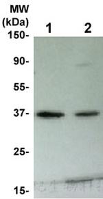 P38 Antibody in Western Blot (WB)