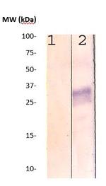 Rho Antibody in Western Blot (WB)