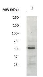 SOCS-4 Antibody in Western Blot (WB)