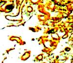Claudin 10 Antibody in Immunohistochemistry (Paraffin) (IHC (P))