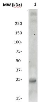 Claudin 10 Antibody in Western Blot (WB)