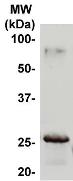 Claudin 14 Antibody in Western Blot (WB)