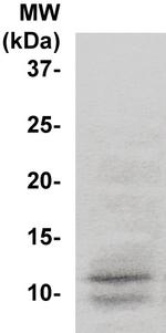 SUMO-3/Sentrin-3 Antibody in Western Blot (WB)